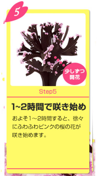 Magic桜の育て方5